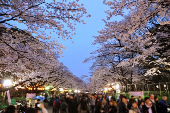 2016年4月2日 東京 上野恩賜公園 上野公園 夜桜 花見DSC_5855