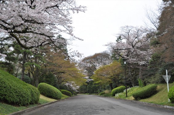 2016年4月2日 春・秋季皇居乾通り一般公開 満開の桜を見てきましたDSC_5598