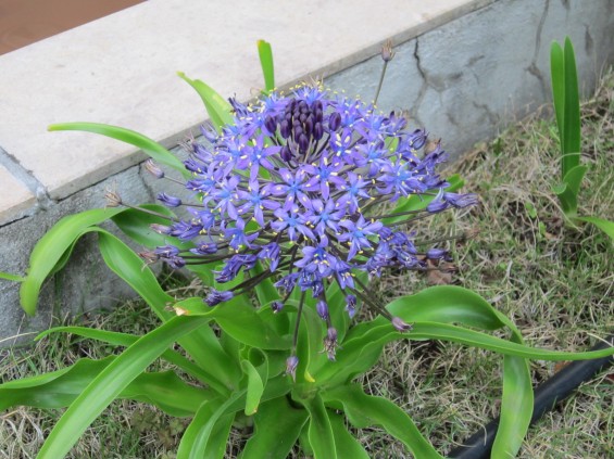 2016年4月 桶川霊園 春の草花 001