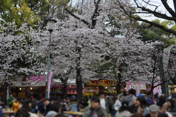 DSC_58012016年4月2日 靖国神社の桜 yasukuni jinjya sakura