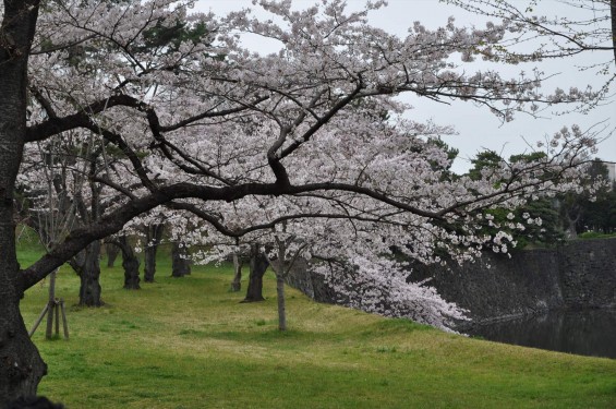 2016年4月2日 春・秋季皇居乾通り一般公開 満開の桜を見てきましたDSC_5634