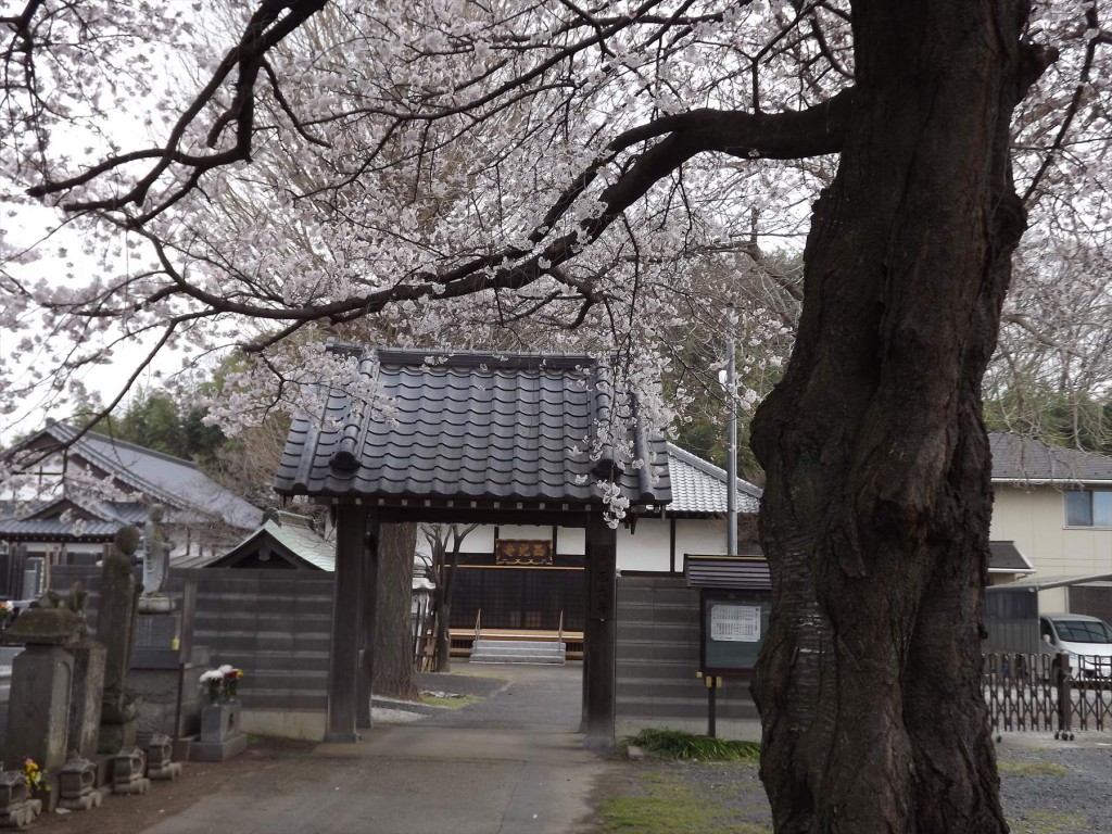2016年3月 埼玉県伊奈町 西光寺の桜DSCF2023