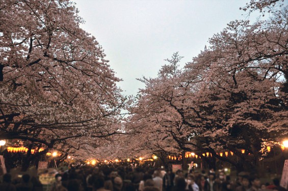 2016年4月2日 東京 上野恩賜公園 上野公園 夜桜 花見DSC_5840