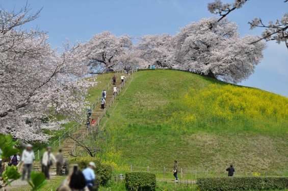 2016年4月 さきたま古墳公園の桜 満開DSC_5875