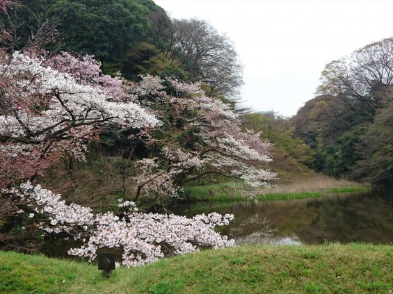 2016年4月2日 春・秋季皇居乾通り一般公開 満開の桜を見てきましたDSC_0813