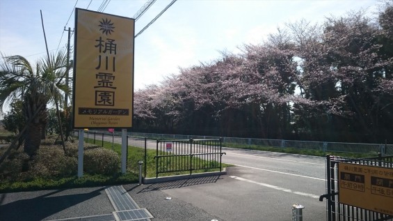 DSC_02102016年4月8日 桶川霊園の桜と花