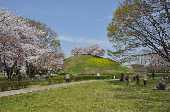 2016年4月 さきたま古墳公園の桜 満開DSC_5885