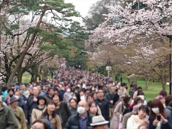 2016年4月2日 春・秋季皇居乾通り一般公開 満開の桜を見てきましたDSC_0841