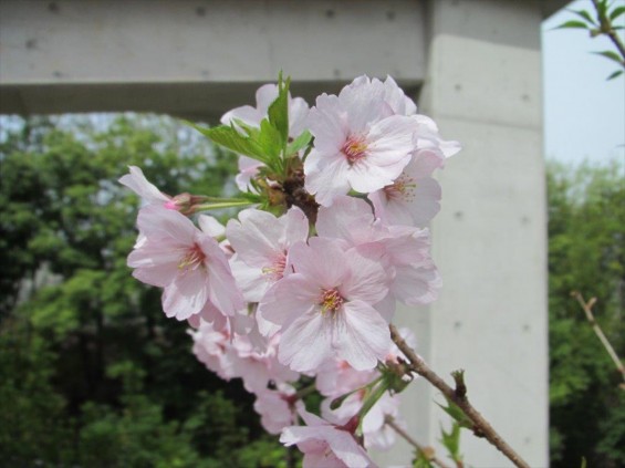 2016年4 神奈川県横浜市の霊園 都築まどか霊園の樹木葬の桜が綺麗ですIMG_0366