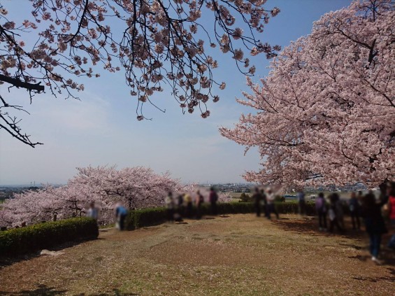 2016年4月 さきたま古墳公園の桜 満開DSC_0418