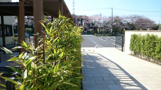 DSC_02062016年4月8日 桶川霊園の桜と花