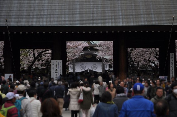 DSC_58082016年4月2日 靖国神社の桜 yasukuni jinjya sakura