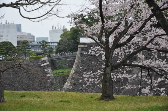 2016年4月2日 春・秋季皇居乾通り一般公開 満開の桜を見てきましたDSC_5638