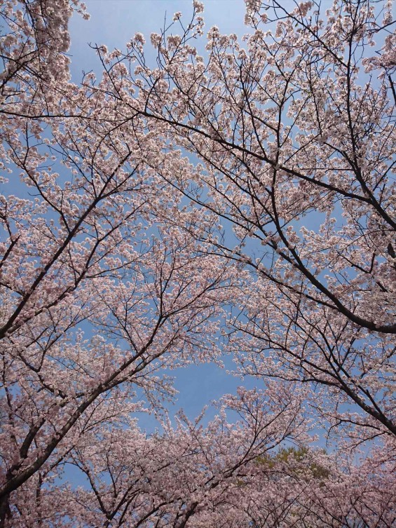 2016年4月 さきたま古墳公園の桜 満開DSC_0395