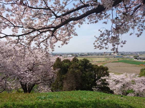 2016年4月 さきたま古墳公園の桜 満開DSC_0416