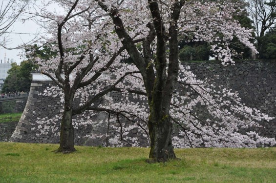 2016年4月2日 春・秋季皇居乾通り一般公開 満開の桜を見てきましたDSC_5640