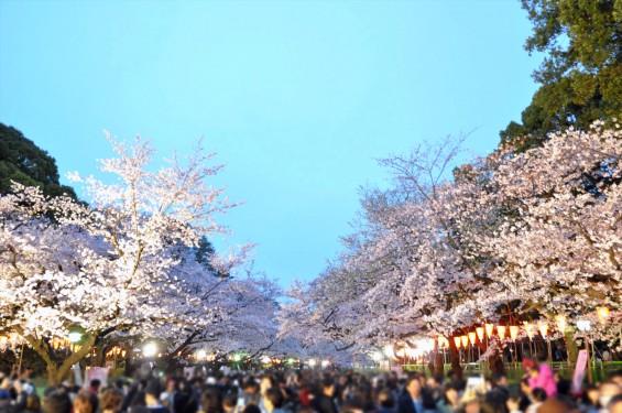 2016年4月2日 東京 上野恩賜公園 上野公園 夜桜 花見DSC_5852