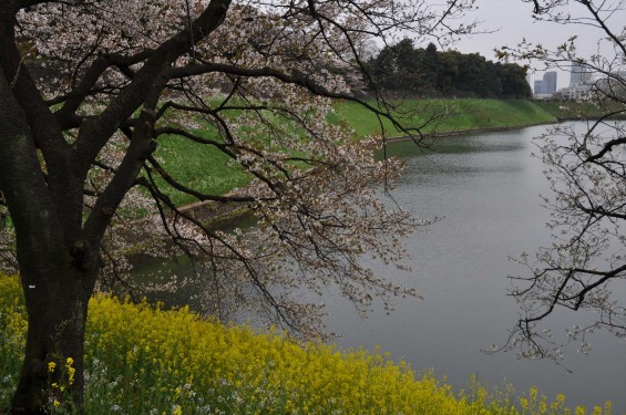 DSC_56742016年4月2日 千鳥ヶ淵の満開の桜