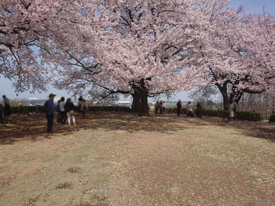 2016年4月 さきたま古墳公園の桜 満開DSC_0411