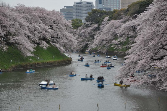 DSC_57342016年4月2日 千鳥ヶ淵の満開の桜