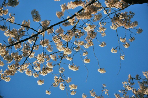 2016年4月2日 東京 上野恩賜公園 上野公園 夜桜 花見DSC_5848