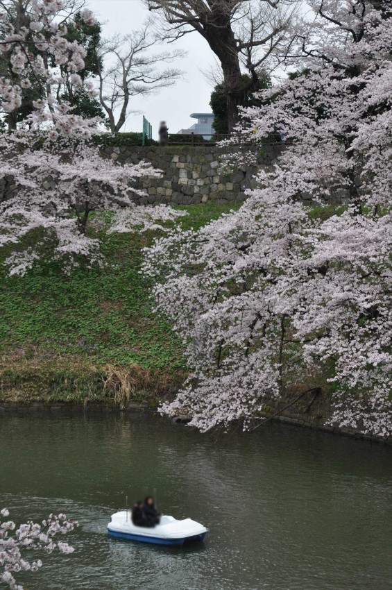 DSC_57452016年4月2日 千鳥ヶ淵の満開の桜