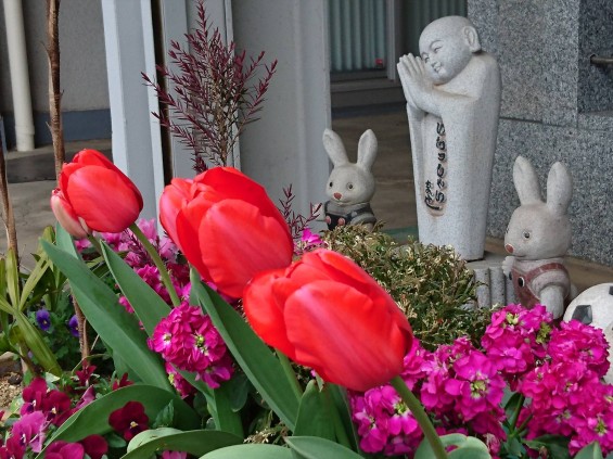 DSC_04032016年4月5日 石材店の大塚　展示場の春の花 チューリップ