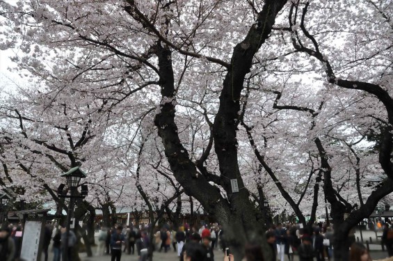 DSC_58152016年4月2日 靖国神社の桜 yasukuni jinjya sakura