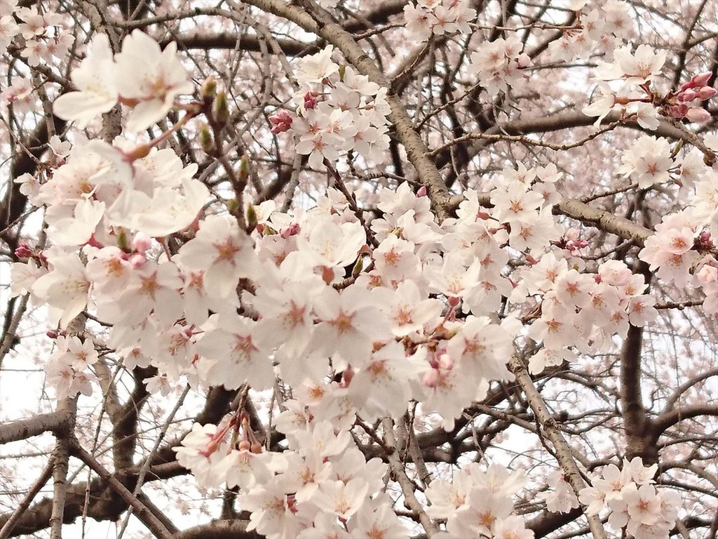 DSC_07022016年3月 埼玉県さいたま市 さいたま市営霊園思い出の里の枝垂れ桜が綺麗でした