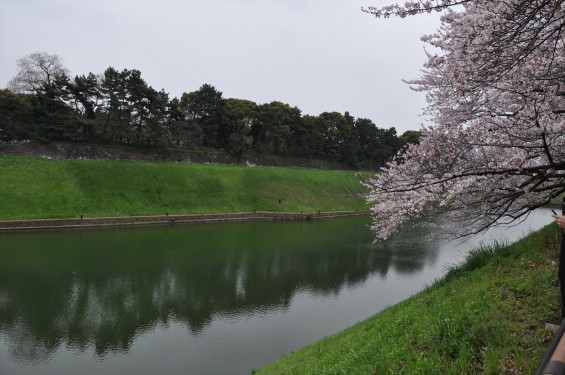 DSC_56912016年4月2日 千鳥ヶ淵の満開の桜
