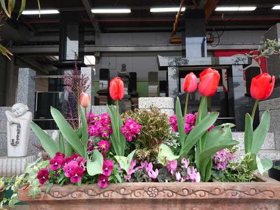 DSC_04002016年4月5日 石材店の大塚　展示場の春の花 チューリップ