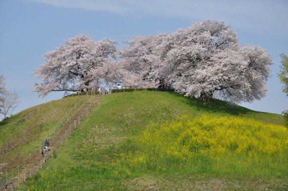 2016年4月 さきたま古墳公園の桜 満開DSC_5886