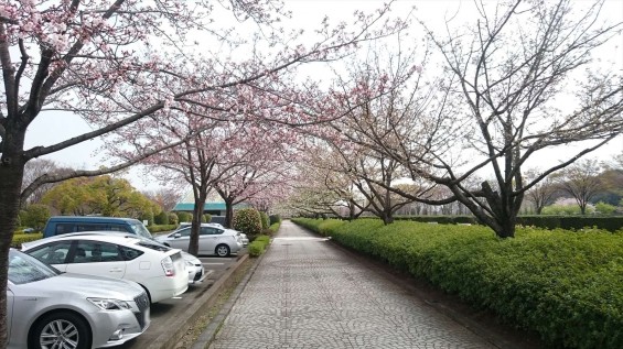 DSC_02202016年4月8日 さいたま市営思い出の里の桜と花 改葬