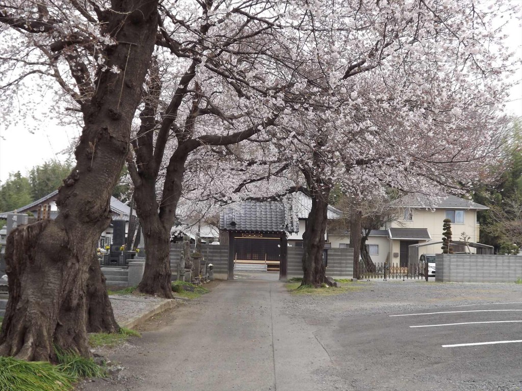 2016年3月 埼玉県伊奈町 西光寺の桜DSCF2019