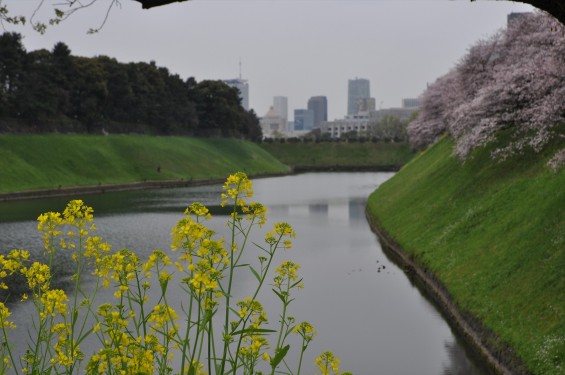 DSC_56782016年4月2日 千鳥ヶ淵の満開の桜