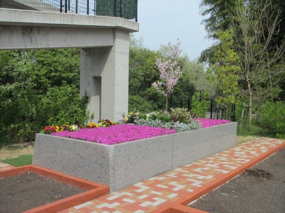 2016年4 神奈川県横浜市の霊園 都築まどか霊園の樹木葬の桜が綺麗ですIMG_0367