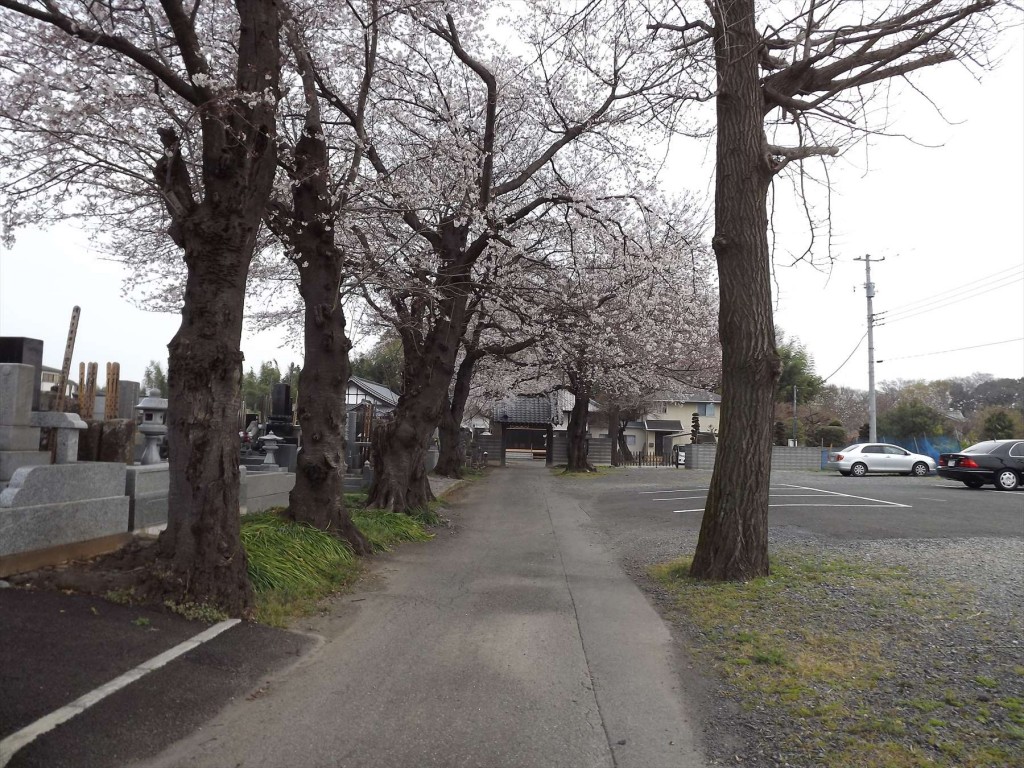 2016年3月 埼玉県伊奈町 西光寺の桜DSCF2018