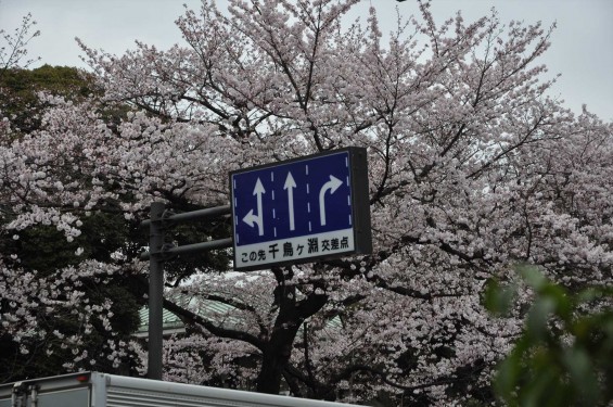 DSC_56962016年4月2日 千鳥ヶ淵の満開の桜