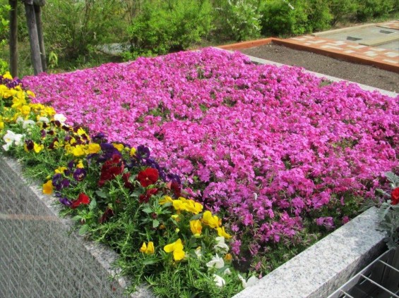 2016年4 神奈川県横浜市の霊園 都築まどか霊園の樹木葬の桜が綺麗ですIMG_0372