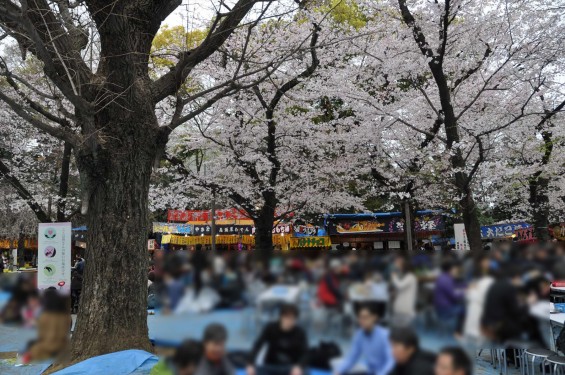 DSC_57962016年4月2日 靖国神社の桜 yasukuni jinjya sakura