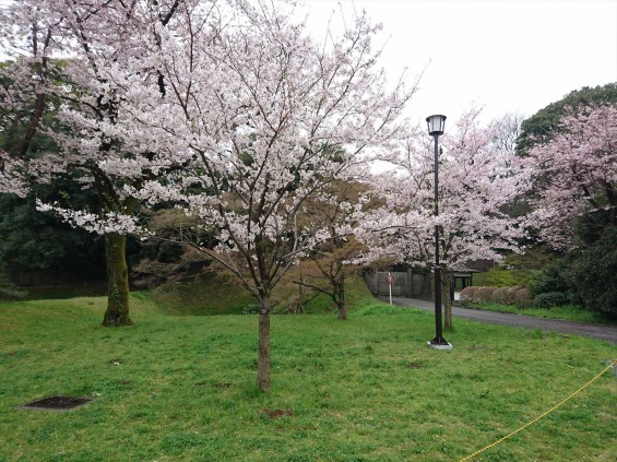2016年4月2日 春・秋季皇居乾通り一般公開 満開の桜を見てきましたDSC_0845