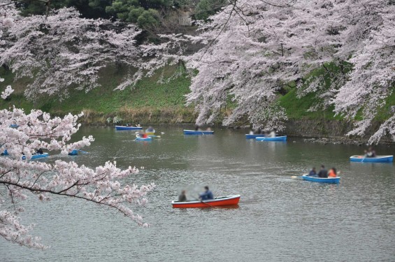 DSC_57392016年4月2日 千鳥ヶ淵の満開の桜