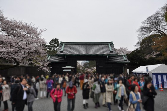 2016年4月2日 春・秋季皇居乾通り一般公開 満開の桜を見てきましたDSC_5652