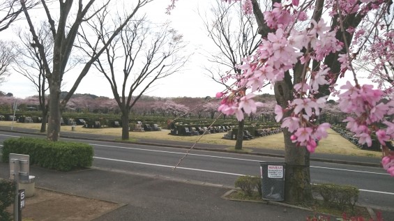 DSC_02282016年4月8日 さいたま市営思い出の里の桜と花 改葬