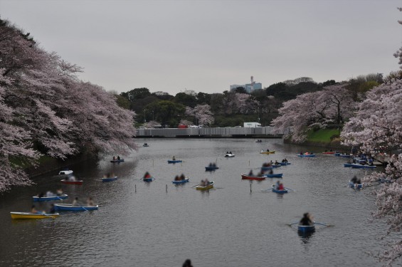 DSC_57432016年4月2日 千鳥ヶ淵の満開の桜