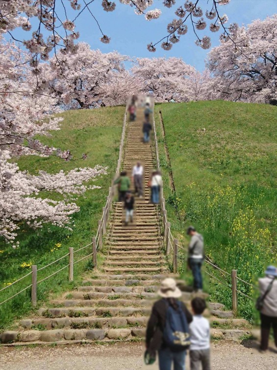 2016年4月 さきたま古墳公園の桜 満開DSC_0404