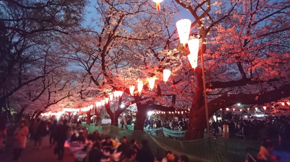 2016年4月2日 東京 上野恩賜公園 上野公園 夜桜 花見DSC_0941