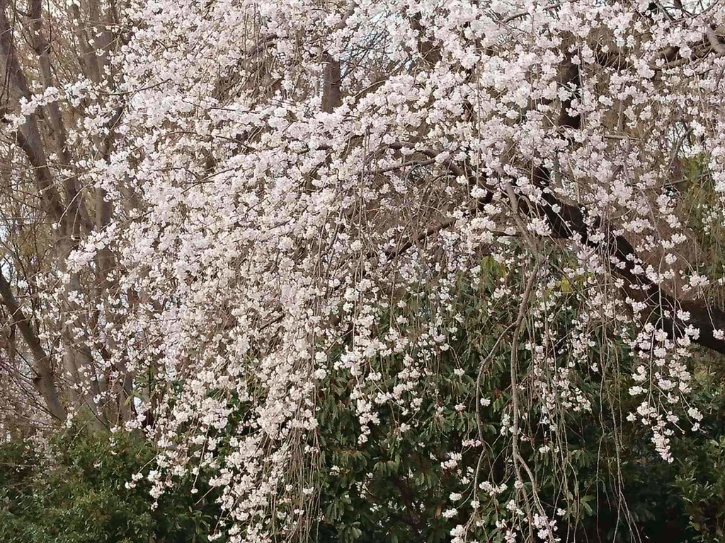 DSC_07002016年3月 埼玉県さいたま市 さいたま市営霊園思い出の里の枝垂れ桜が綺麗でした