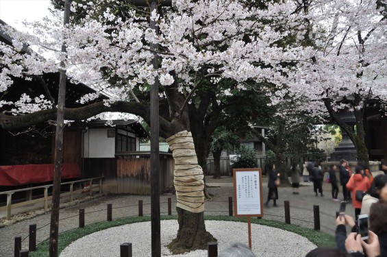DSC_58172016年4月2日 靖国神社の桜 yasukuni jinjya sakura