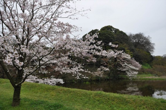 2016年4月2日 春・秋季皇居乾通り一般公開 満開の桜を見てきましたDSC_5622